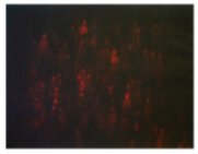 Kliknij aby powi�kszy�